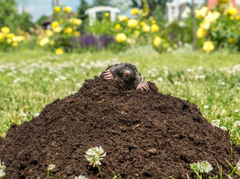 Hogyan védekezzünk a vakond ellen a kertben?