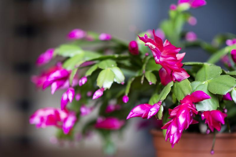 Ajándékötletek: ajándékozzon növényt karácsonyra!