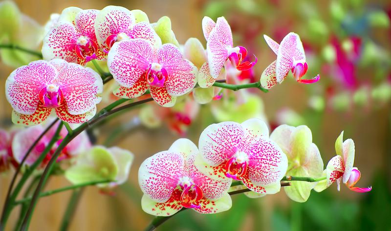 Az orchidea gondozása