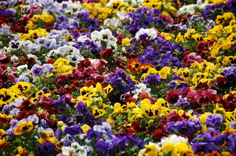 Árvácska gondozása kertben, lakásban vagy az erkélyen