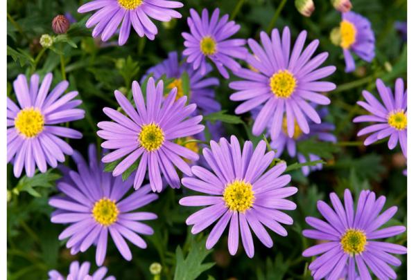 Ez az 5 balkonnövény a legunalmasabb teraszt is feldobja