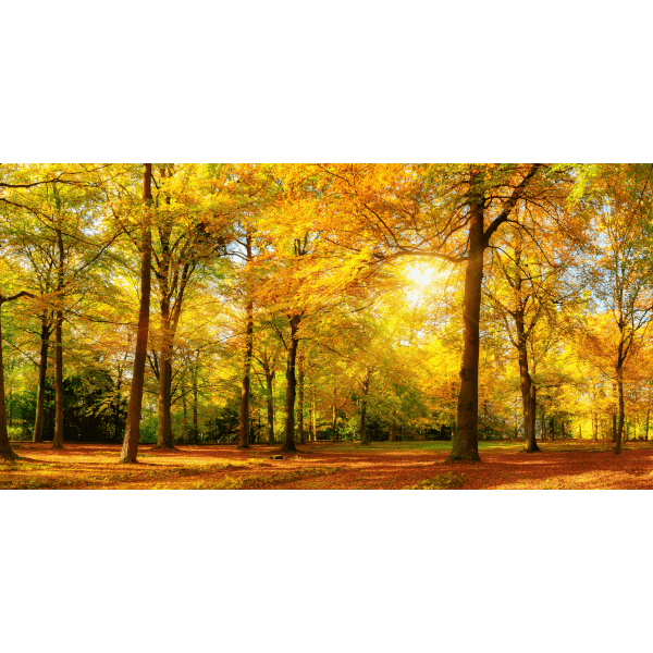 Műnyomat, vászonkép