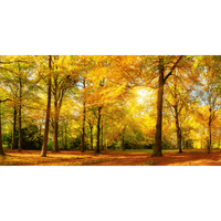 Műnyomat, vászonkép