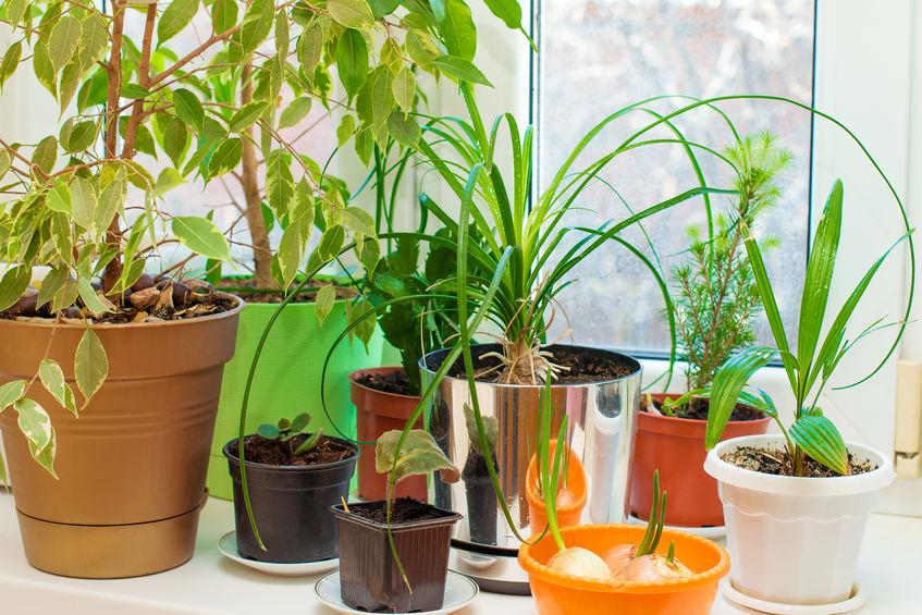 A nagy kaspókörkép, avagy hogyan válassz kaspót a kerti és a szobanövényeknek?