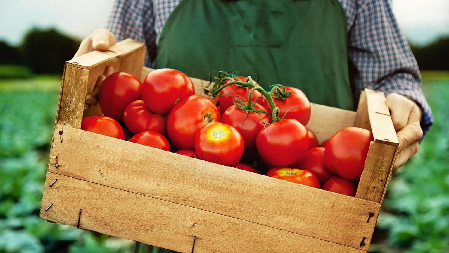 Milyen tápoldat kell a paradicsomnak?