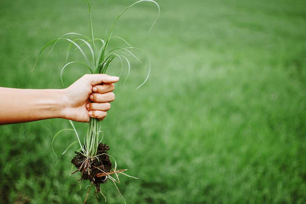 A fű gyommentesítése hatékonyan: hasznos tippek a gyomirtáshoz