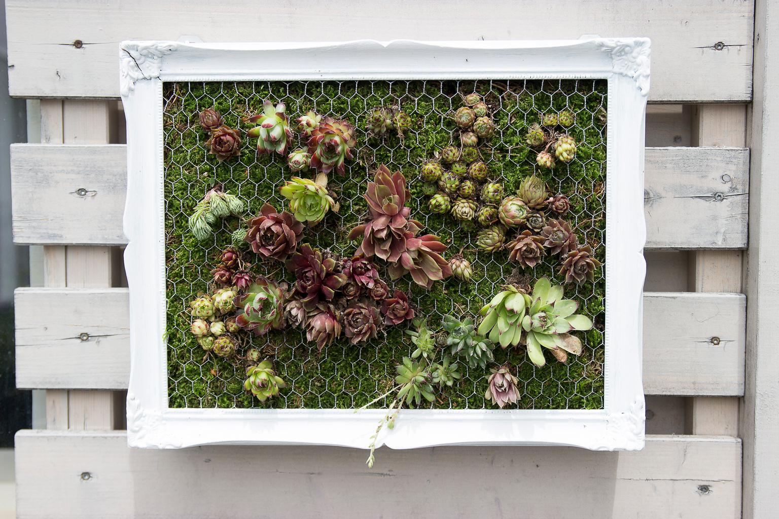 Csináld magad: kövirózsás élő festmény a teraszra