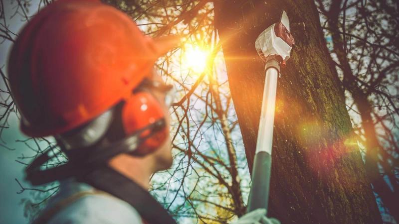 Melyik magassági ágvágó típust válasszam?