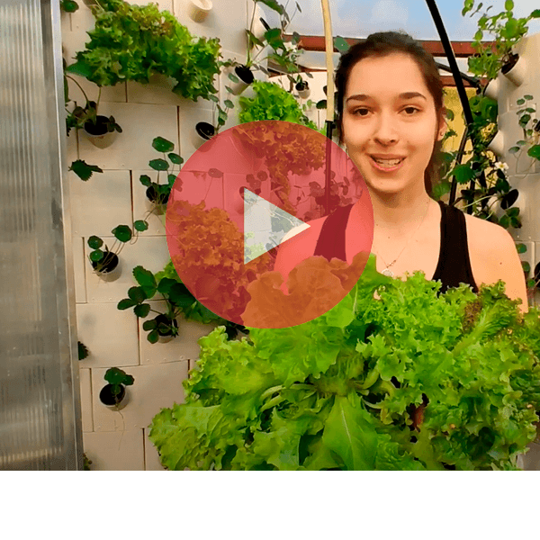 Így lesz a magokból palánta föld nélkül