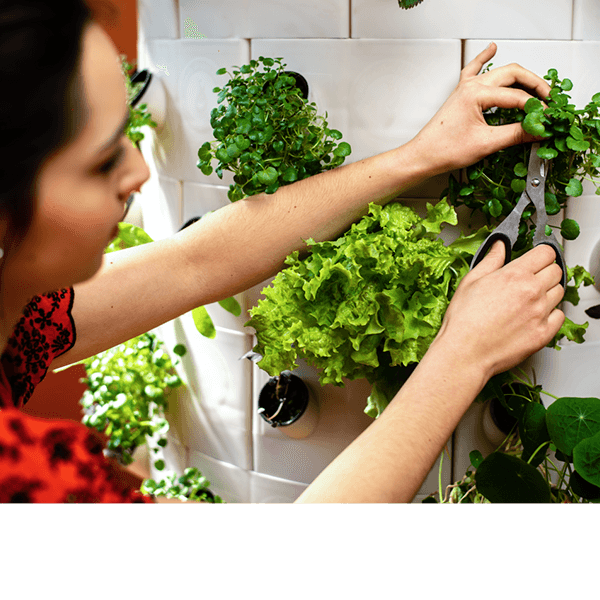 Hidropóniás berendezések - gazdag termés 1 m²-en