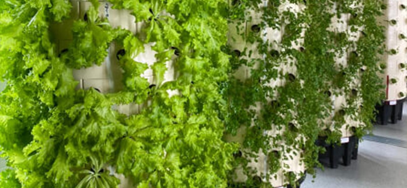 Olvasd el a Green Drops Farm ingyenes e-bookját!