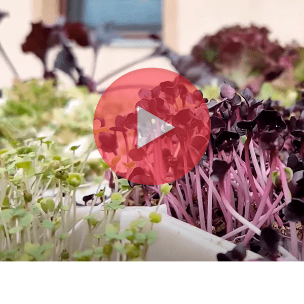 Föld nélkül termő növények hidropónia berendezésben