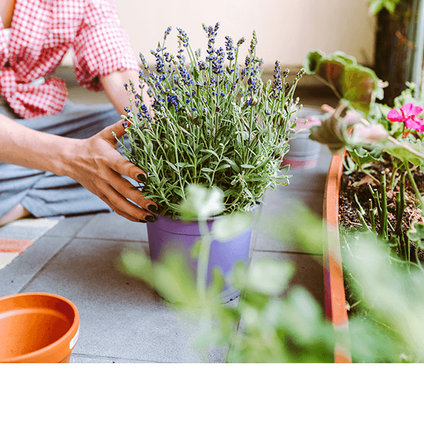 Növény - Keresd áruházi kínálatunkban!