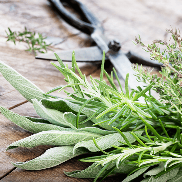 Termessz otthon fűszernövényt!