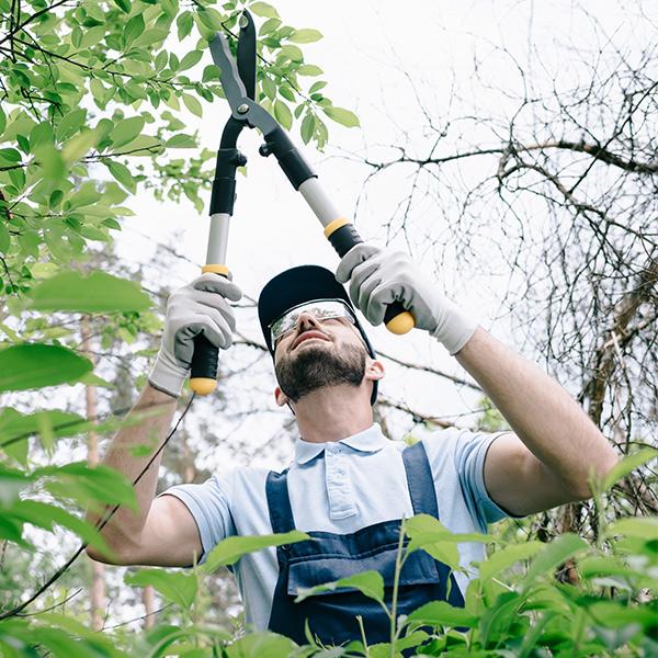 Ágvágás, metszés