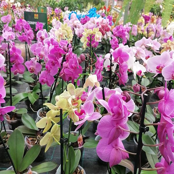 Növények, virágok