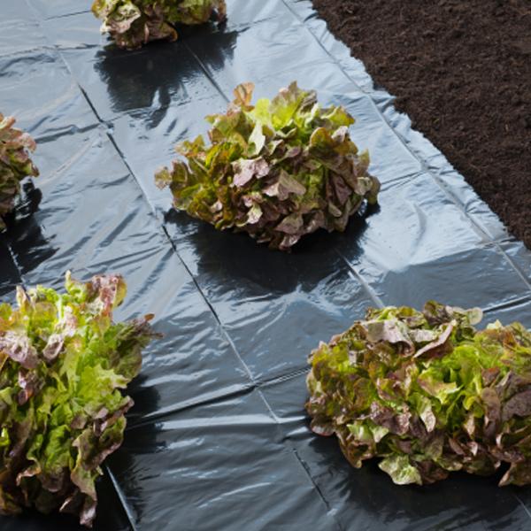 Fólia, gyomgátló szőnyeg