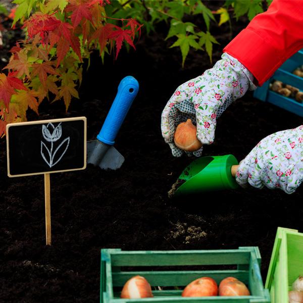 Növény, mag, hagyma