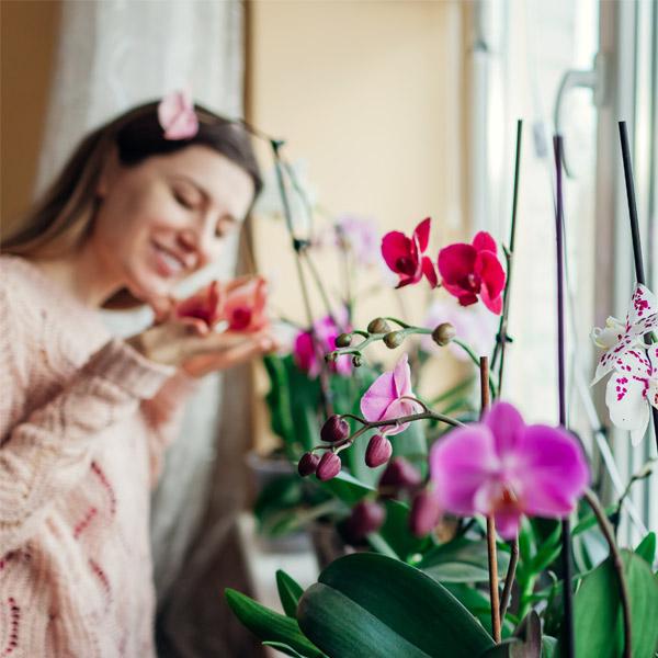 Orchidea kínálatunk