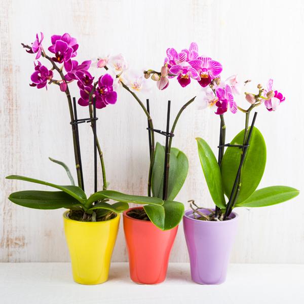 Kaspók és orchideaföld