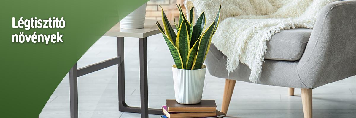 Légtisztító növények