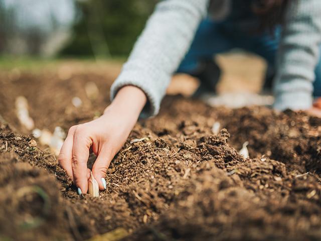 Fűmag- és magvetés