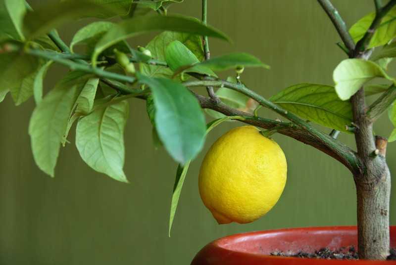 citromfa magról