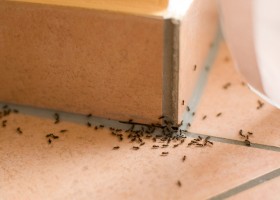 Hogyan szabaduljunk meg a hangyáktól?