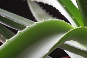 5 szobanövény, amely tisztítja a levegőt