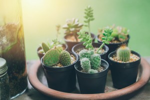 A kaktusz ültetése